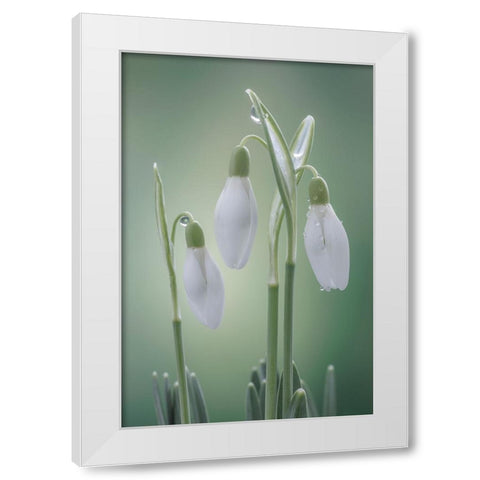USA- Washington State- Seabeck. Buds of snowdrop flowers. White Modern Wood Framed Art Print by Jaynes Gallery