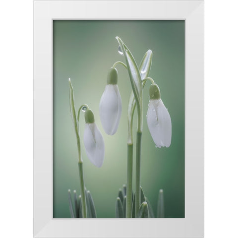 USA- Washington State- Seabeck. Buds of snowdrop flowers. White Modern Wood Framed Art Print by Jaynes Gallery