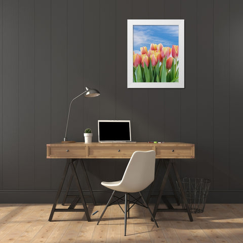USA- Washington State- Seabeck. Red and yellow tulips in bloom. White Modern Wood Framed Art Print by Jaynes Gallery