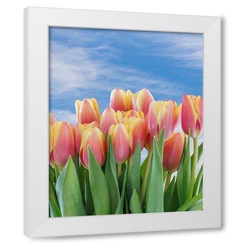 USA- Washington State- Seabeck. Red and yellow tulips in bloom. White Modern Wood Framed Art Print by Jaynes Gallery