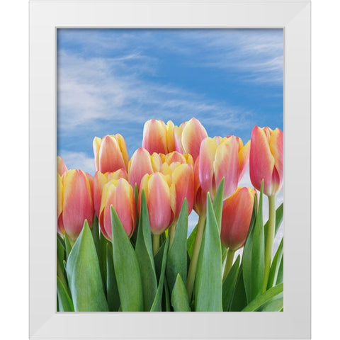 USA- Washington State- Seabeck. Red and yellow tulips in bloom. White Modern Wood Framed Art Print by Jaynes Gallery
