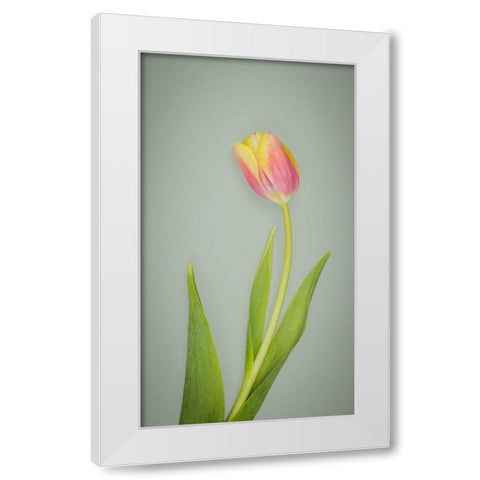 USA- Washington State- Seabeck. Red and yellow tulip in bloom. White Modern Wood Framed Art Print by Jaynes Gallery