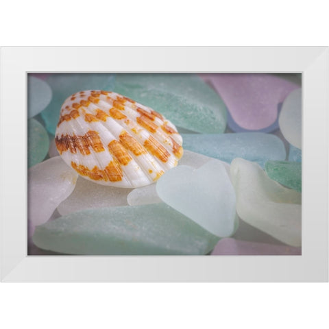 USA- Washington State- Seabeck. Seashell and beach glass. White Modern Wood Framed Art Print by Jaynes Gallery