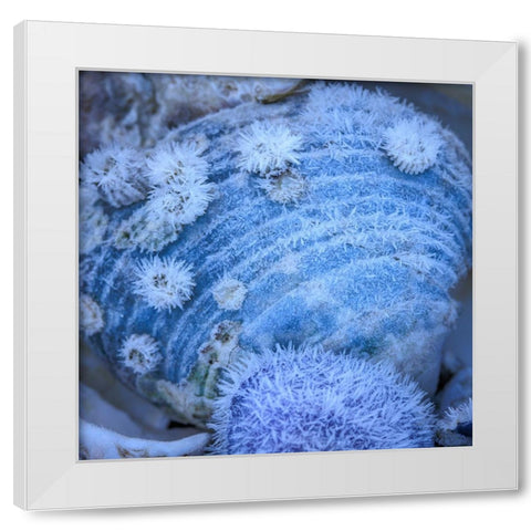 USA- Washington State- Seabeck. Frosty clam shell in winter. White Modern Wood Framed Art Print by Jaynes Gallery