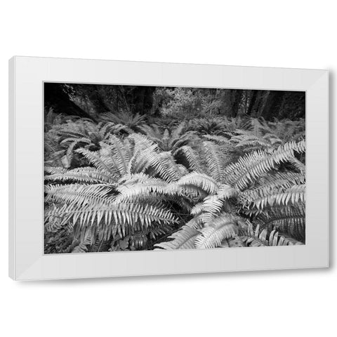 Usa-Washington State Giant ferns carpet the ground in the Hoh Rainforest-Olympic National Park White Modern Wood Framed Art Print by Sederquist, Betty