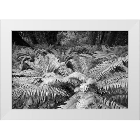 Usa-Washington State Giant ferns carpet the ground in the Hoh Rainforest-Olympic National Park White Modern Wood Framed Art Print by Sederquist, Betty