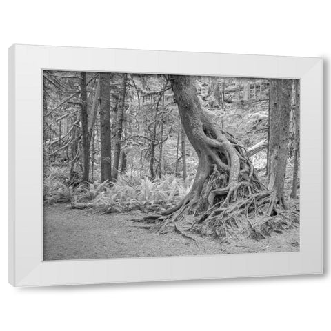 Usa-Washington State-Olympic National Park White Modern Wood Framed Art Print by Sederquist, Betty
