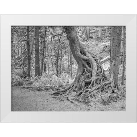 Usa-Washington State-Olympic National Park White Modern Wood Framed Art Print by Sederquist, Betty