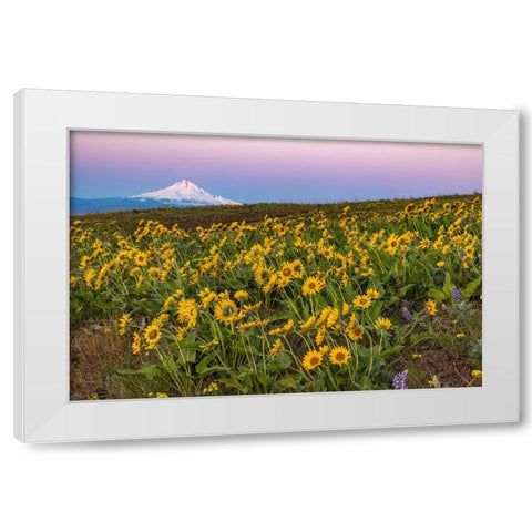 Spring wildflowers in full bloom on Dalles Mountain in Columbia Hills State Park near Lyle-Washingt White Modern Wood Framed Art Print by Haney, Chuck
