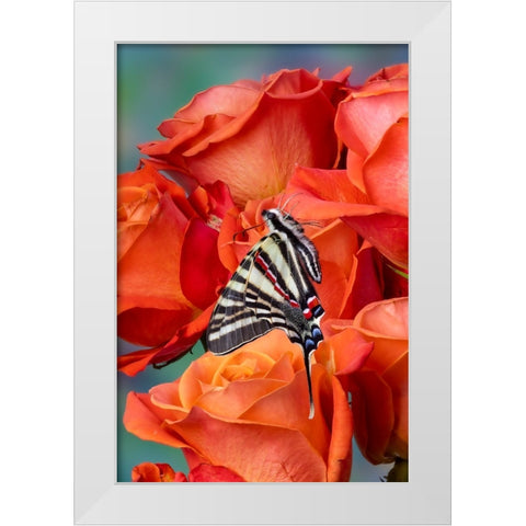 USA- Washington State- Sammamish. Zebra swallowtail butterfly on orange roses White Modern Wood Framed Art Print by Gulin, Darrell