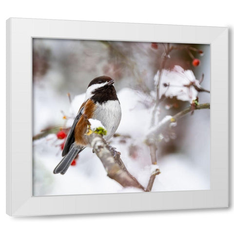 USA- Washington State- Sammamish. Chestnut Chickadee on snow covered Crabapple tree White Modern Wood Framed Art Print by Gulin, Darrell