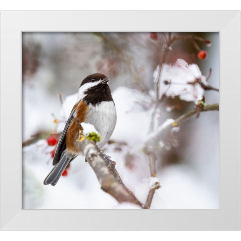 USA- Washington State- Sammamish. Chestnut Chickadee on snow covered Crabapple tree White Modern Wood Framed Art Print by Gulin, Darrell