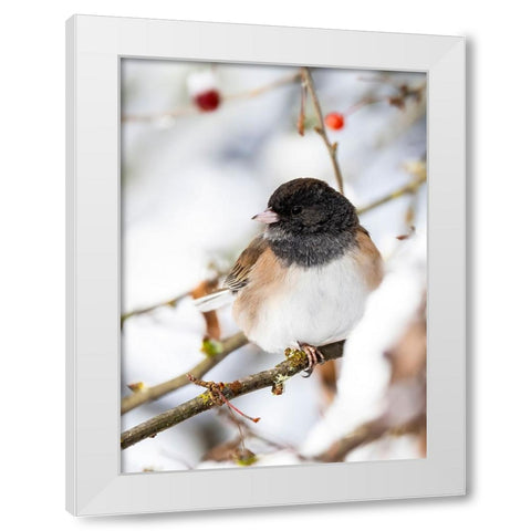 USA- Washington State- Sammamish. Junco on snow covered Crabapple tree White Modern Wood Framed Art Print by Gulin, Darrell