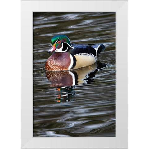 USA- Washington State- Sammamish. Yellow Lake with male drake wood duck White Modern Wood Framed Art Print by Gulin, Darrell