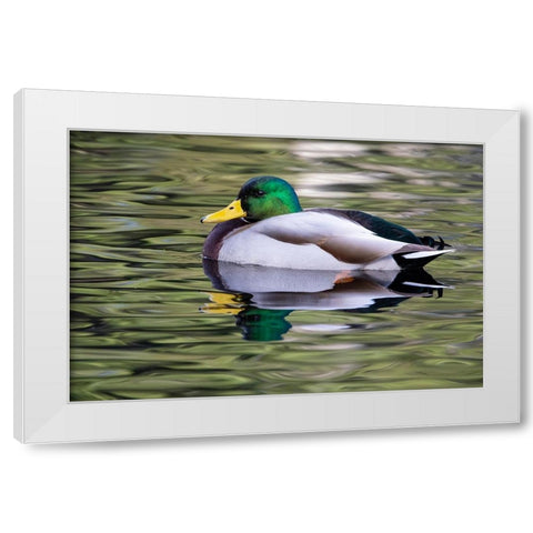 USA- Washington State- Sammamish. Yellow Lake with male drake mallard duck. White Modern Wood Framed Art Print by Gulin, Darrell