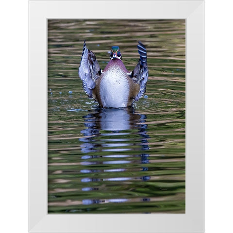 USA- Washington State- Sammamish. Yellow Lake and wood duck Stretching his wings White Modern Wood Framed Art Print by Gulin, Darrell