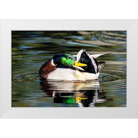 USA- Washington State- Sammamish. preening Mallard Drake duck Yellow lake White Modern Wood Framed Art Print by Gulin, Darrell