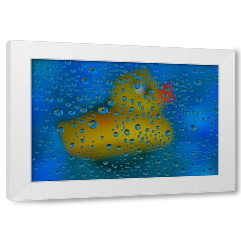 USA- Washington State- Sammamish. Yellow rubber duck in reflections in dew drops White Modern Wood Framed Art Print by Gulin, Darrell