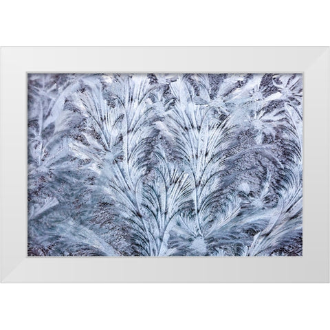 USA- Washington State- Sammamish. Frost on auto window White Modern Wood Framed Art Print by Gulin, Darrell