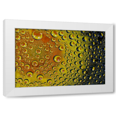 USA- Washington State- Sammamish. Yellow Daisy reflections in dew drops White Modern Wood Framed Art Print by Gulin, Darrell