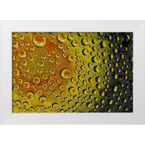 USA- Washington State- Sammamish. Yellow Daisy reflections in dew drops White Modern Wood Framed Art Print by Gulin, Darrell