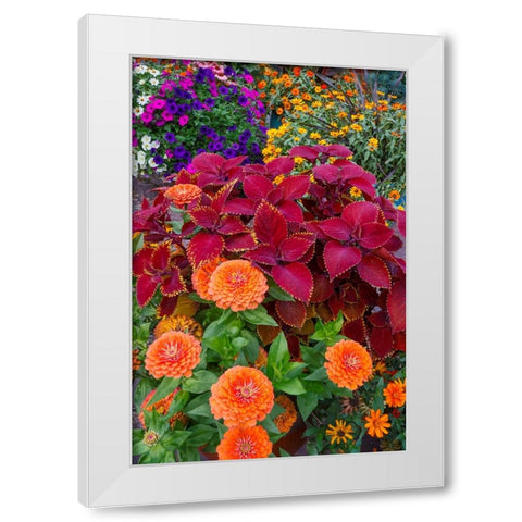 USA- Washington State- Sammamish. Garden with summer annual flowers- with zinnias and coleus- White Modern Wood Framed Art Print by Gulin, Darrell