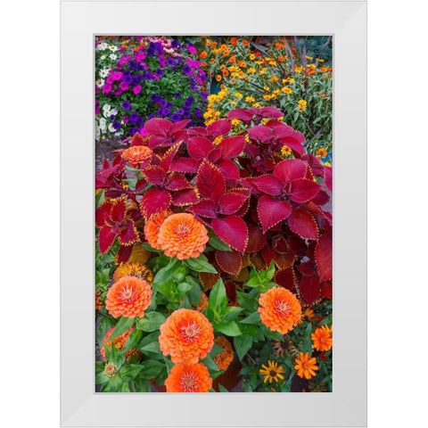 USA- Washington State- Sammamish. Garden with summer annual flowers- with zinnias and coleus- White Modern Wood Framed Art Print by Gulin, Darrell