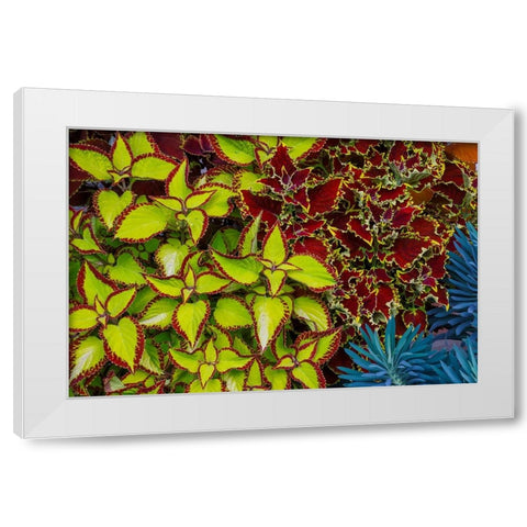 USA- Washington State- Sammamish. Garden with summer annual flowers Coleus White Modern Wood Framed Art Print by Gulin, Darrell
