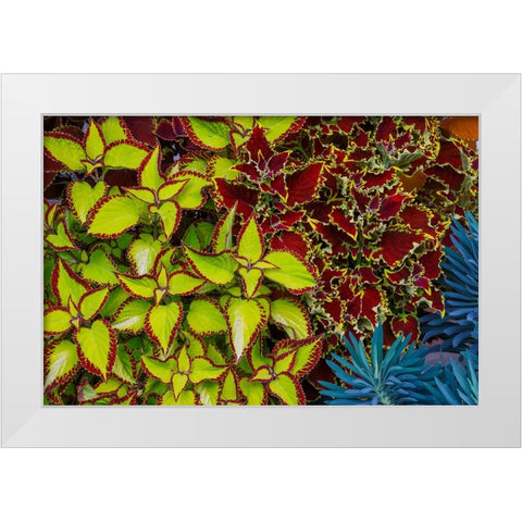 USA- Washington State- Sammamish. Garden with summer annual flowers Coleus White Modern Wood Framed Art Print by Gulin, Darrell