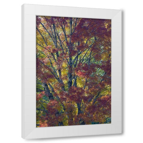 USA- Washington State. Near Preston fall colored tree in bronze tones White Modern Wood Framed Art Print by Gulin, Darrell