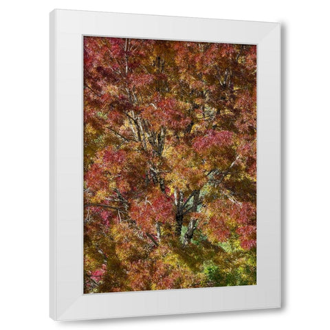 USA- Washington State. Near Preston fall colored tree in bronze tones White Modern Wood Framed Art Print by Gulin, Darrell