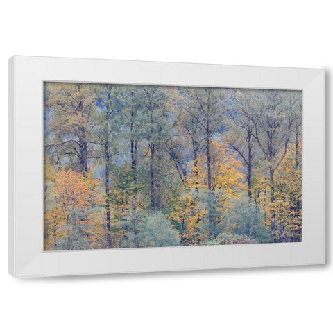 USA- Washington State. Near Preston fall colored trees White Modern Wood Framed Art Print by Gulin, Darrell