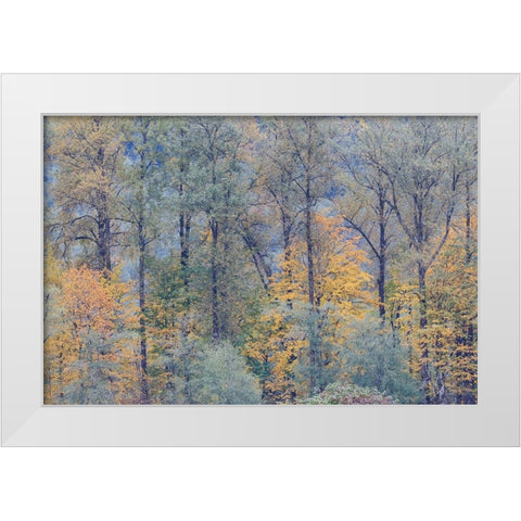 USA- Washington State. Near Preston fall colored trees White Modern Wood Framed Art Print by Gulin, Darrell