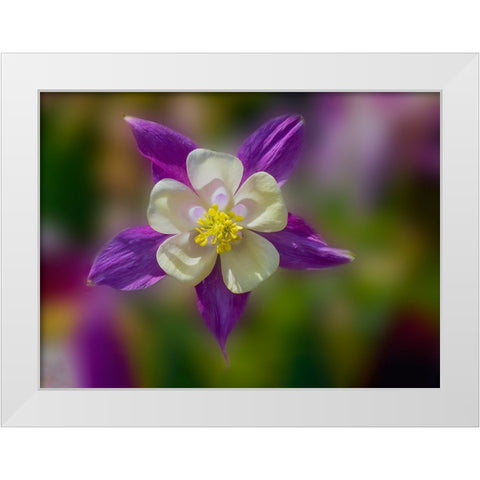 USA- Washington State- Sammamish. Garden with colorful columbine flower White Modern Wood Framed Art Print by Gulin, Darrell