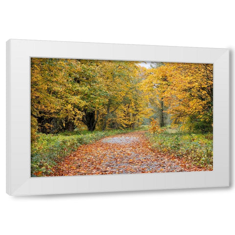 USA- Washington State. Big Leaf Maple trees in autumn colors near Darrington White Modern Wood Framed Art Print by Gulin, Darrell