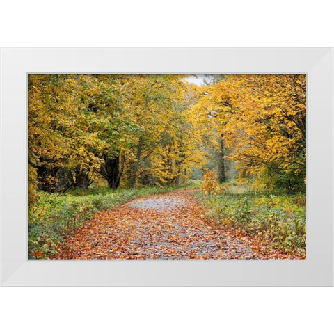 USA- Washington State. Big Leaf Maple trees in autumn colors near Darrington White Modern Wood Framed Art Print by Gulin, Darrell