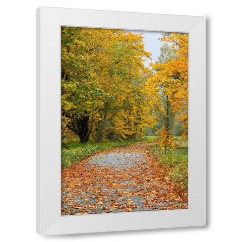 USA- Washington State. Big Leaf Maple trees in autumn colors near Darrington White Modern Wood Framed Art Print by Gulin, Darrell