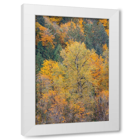 USA- Washington State. Big Leaf Maple trees in autumn colors near Darrington off of Highway 530 White Modern Wood Framed Art Print by Gulin, Darrell