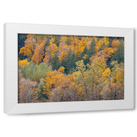 USA- Washington State. Big Leaf Maple trees in autumn colors near Darrington off of Highway 530 White Modern Wood Framed Art Print by Gulin, Darrell