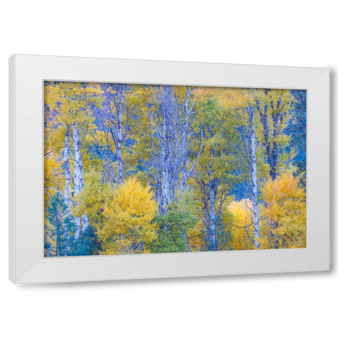 USA- Washington State. Aspens in fall color near Winthrop White Modern Wood Framed Art Print by Gulin, Darrell