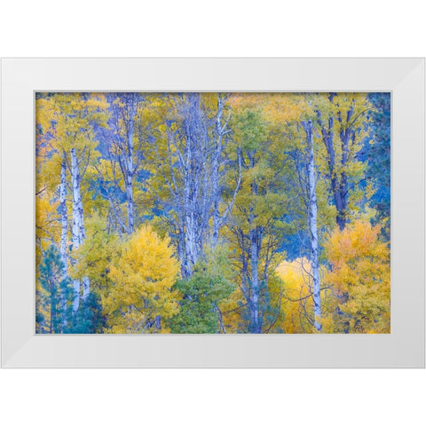 USA- Washington State. Aspens in fall color near Winthrop White Modern Wood Framed Art Print by Gulin, Darrell