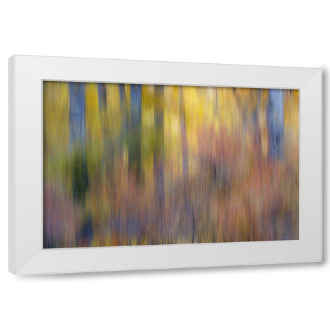 USA- Washington State. Cottonwoods in fall color near Winthrop White Modern Wood Framed Art Print by Gulin, Darrell