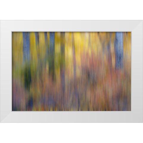 USA- Washington State. Cottonwoods in fall color near Winthrop White Modern Wood Framed Art Print by Gulin, Darrell