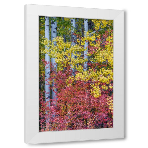 USA- Washington State. Aspens and wild dogwood in fall color near Winthrop White Modern Wood Framed Art Print by Gulin, Darrell