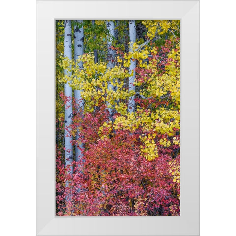 USA- Washington State. Aspens and wild dogwood in fall color near Winthrop White Modern Wood Framed Art Print by Gulin, Darrell