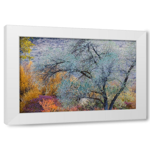 USA- Washington State. Fall color around Pearrygin Lake State Park near Winthrop. White Modern Wood Framed Art Print by Gulin, Darrell