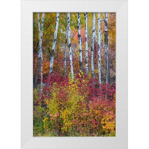 USA- Washington State. Aspens and wild dogwood in fall color near Winthrop White Modern Wood Framed Art Print by Gulin, Darrell