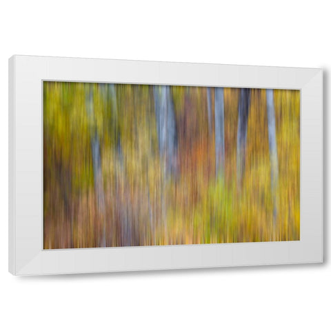 USA- Washington State. Cottonwoods in fall color near Winthrop White Modern Wood Framed Art Print by Gulin, Darrell