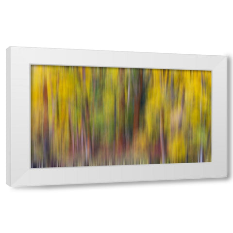 USA- Washington State- Cle Elum. Cottonwoods in autumn along the Yakima River White Modern Wood Framed Art Print by Gulin, Darrell
