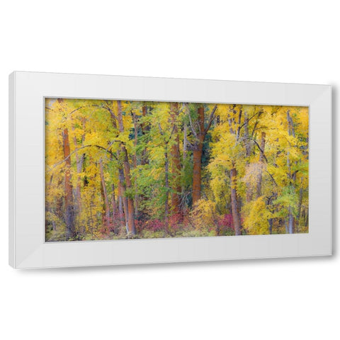 USA- Washington State- Cle Elum. Cottonwoods in autumn along the Yakima River White Modern Wood Framed Art Print by Gulin, Darrell